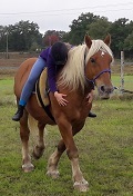 Equithérapie et thérapie avec le cheval